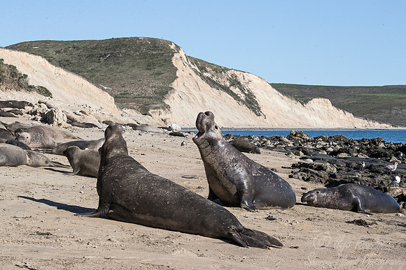 171 Northern Elephant Seals (Mirounga angustirostris) - Point Reyes CA