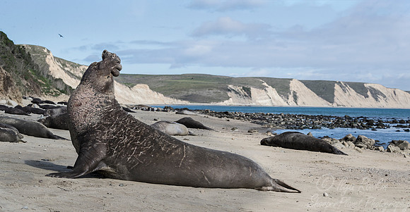 172 Northern Elephant Seals (Mirounga angustirostris) - Point Reyes CA