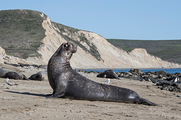 173 Northern Elephant Seals (Mirounga angustirostris) - Point Reyes CA