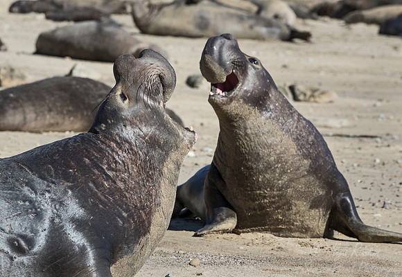 174 Northern Elephant Seals (Mirounga angustirostris) - Point Reyes CA