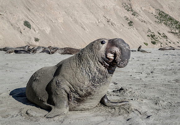 176 Northern Elephant Seals (Mirounga angustirostris) - Point Reyes CA
