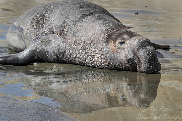 177 Northern Elephant Seal (Mirounga angustirostris) - Point Reyes CA