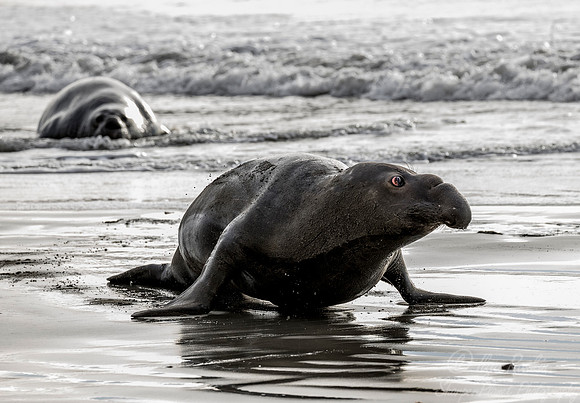 178 Northern Elephant Seals (Mirounga angustirostris) - Point Reyes CA