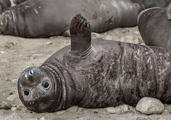 180 Northern Elephant Seal (Mirounga angustirostris) - Point Reyes CA