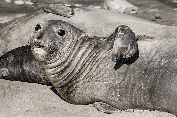 181 Northern Elephant Seal (Mirounga angustirostris) - Point Reyes CA