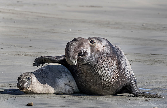 186 Northern Elephant Seals (Mirounga angustirostris) - Point Reyes CA
