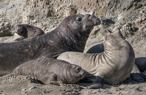 187 Northern Elephant Seals (Mirounga angustirostris) - Point Reyes CA
