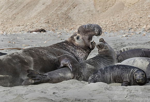 188 Northern Elephant Seals (Mirounga angustirostris) - Point Reyes CA