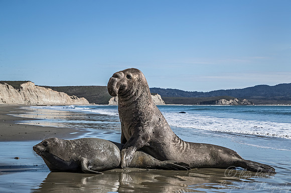 189 Northern Elephant Seals (Mirounga angustirostris) - Point Reyes CA