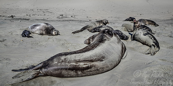 191 Northern Elephant Seals (Mirounga angustirostris) - Point Reyes CA