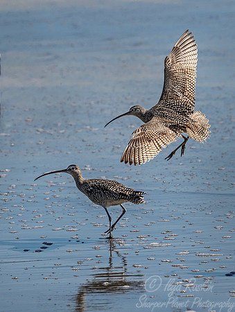 275 Long-billed Curlew (Numenius americanus) - Point Reyes CA