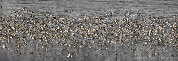059 Flying Shorebirds - DE