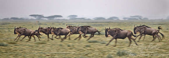 007_Blue Wildebeests_Tanzania