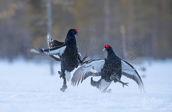 064 Black grouse (Lyrurus tetrix) - Finland