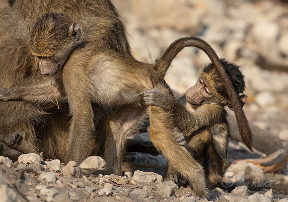 214 Chacma baboons (Papio ursinus) - Botswana