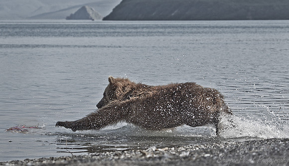 012 Brown Bear (Ursus arctos) - Kamchatka Russia
