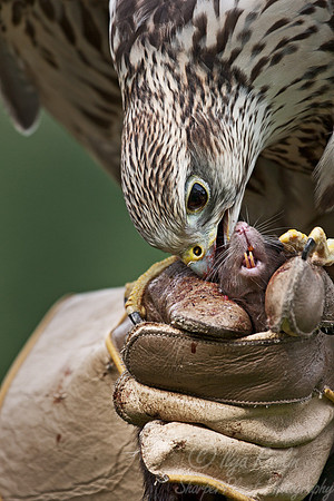 035 Saker Falcon (Falco cherrug) - Kazakhstan