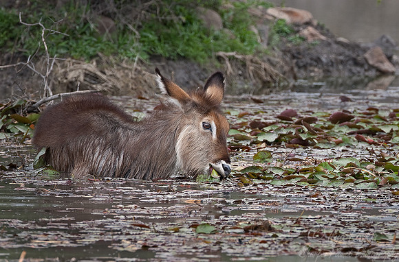 046_Waterbuck (Kobus ellipsiprymnus)_Madikwe_S Africa