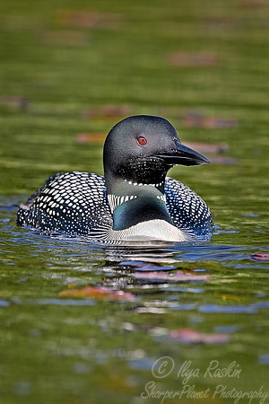 031 Common Loon - MI