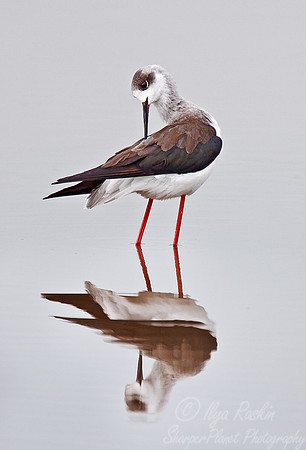 087 Black-winged Stilt - Tanzania