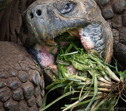 047 Galapagos giant tortoise (Chelonoidis nigra) - Galapagos Ecuador
