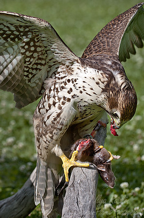 030 Saker Falcon (Falco cherrug) - Kazakhstan