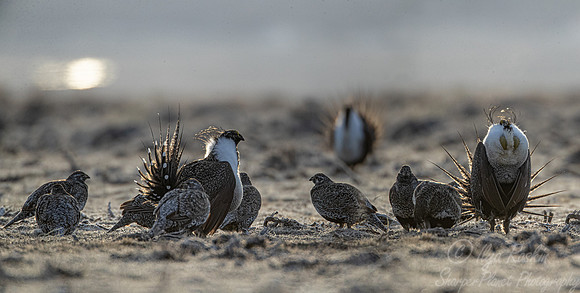 045 Greater sage-grouse (Centrocercus urophasianus) - CO