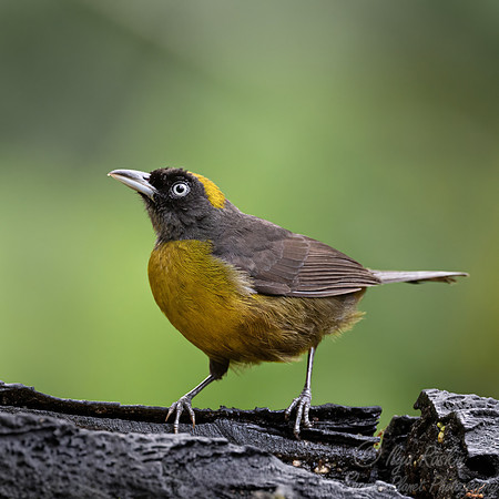 695 Dusky-faced tanager (Mitrospingus cassinii)