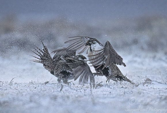 064 Greater sage-grouse (Centrocercus urophasianus) - CO