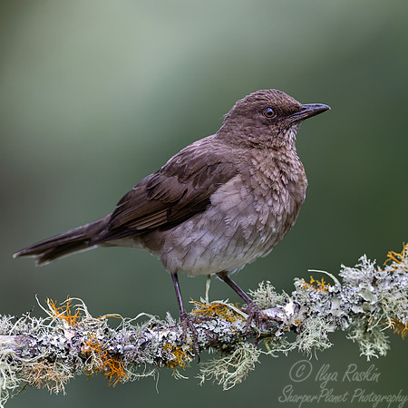 575 Black-billed thrush female(Turdus ignobilis) - Colombia cloud forest