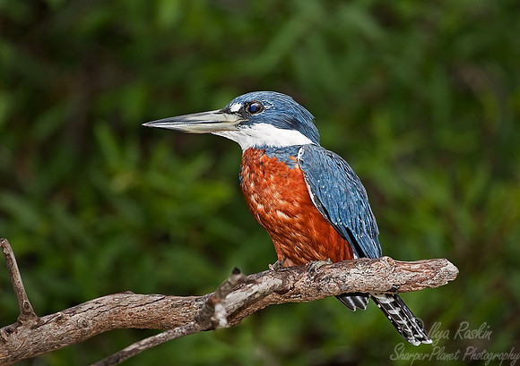 019 Ringed kingfisher - Pantanal Brazil