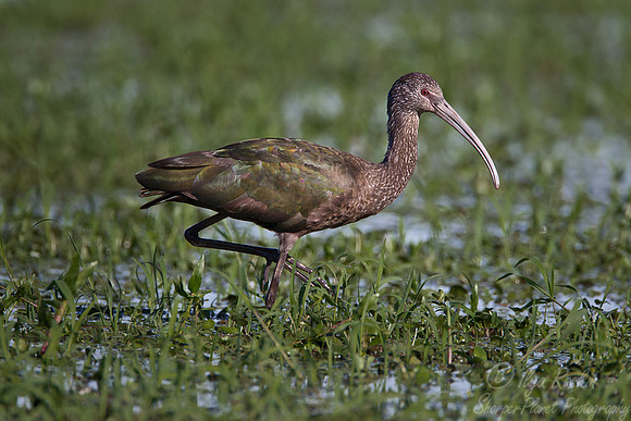 045 Limpkin (Aramus guarauna) - Ibera Wetlands Argentina