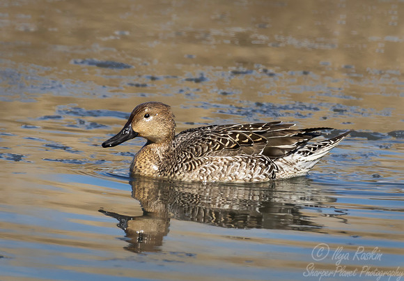 455 Northern pintail female (Anas acuta) - NJ