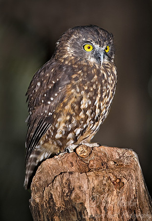 071 Morepork Owl - New Zealand