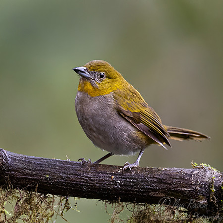 710 Yellow-throated chlorospingus (Chlorospingus flavigularis) - Ecuador