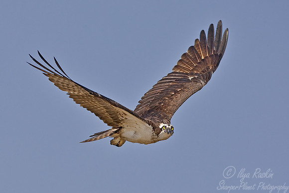 045 Osprey - DE