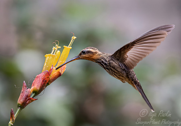 425 Saw-billed hermit (Ramphodon naevius) Brazil Atlantic forest