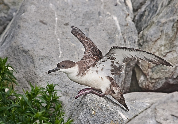 042 Greater Shearwater (Puffinus gravis) - Machias Seal Island Canada