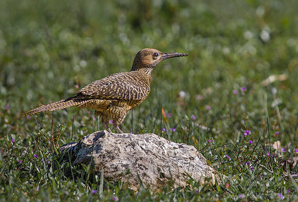 118 Fernandina's Flicker (Colaptes fernandinae) - Cuba