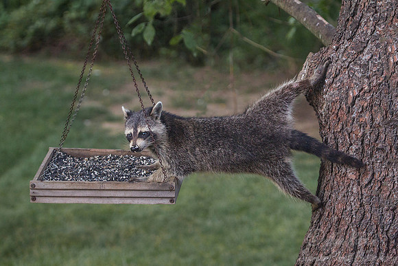 078 Common raccoon (P. lotor)