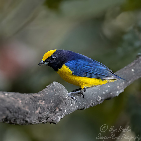672 Thick-billed euphonia male (Euphonia laniirostris) - Ecuador