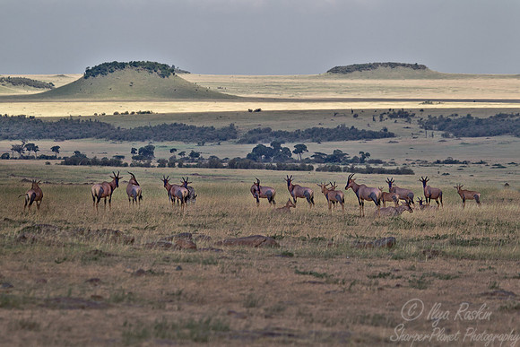100 Topis (Damaliscus korrigum) Masai Mara Kenya