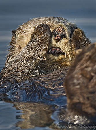 001_Sea Otter (Enhydra lutris)_Katmai_AK