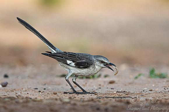 107 Mockingbird (Mimus polyglottos) - TX
