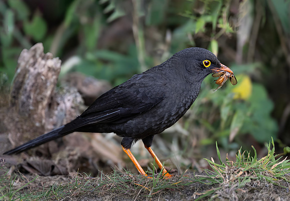576 Great thrush male (Turdus fuscater) - Colombia cloud forest