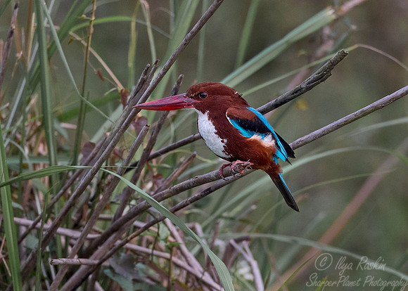 020 White-throated Kingfisher (Halcyon smyrnensis) - Kaziranga NP India