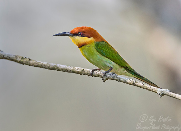 019 Chestnut-headed Bee-eater (Merops leschenaulti) - Kaziranga NP India