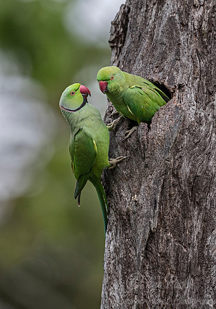 022 Rose-ringed Parakeets (Psittacula krameri) - Kaziranga NP India