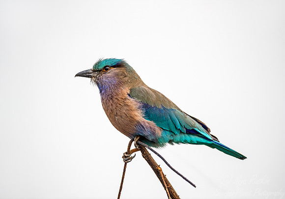018 Indian Roller (Coracias benghalensis) - Kaziranga NP India