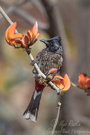 024 Red-vented Bulbul (Pycnonotus cafer) - Bandhavgarh NP India